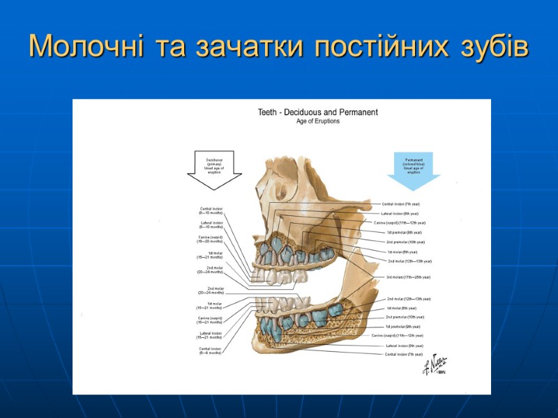 Молочні та зачатки постійних зубів